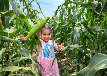 搶攻暑假親子客，嘉義水上鄉推多元親子體驗行程