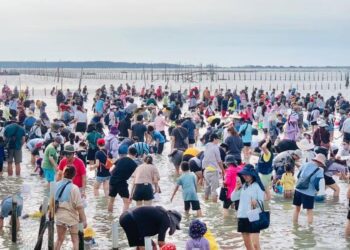 2024臺南七股海鮮節周六開跑-憑紙本票券入場體驗-歡迎搭乘免費接駁車