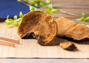 桑黃風潮夯回台！成保健食品潛力股