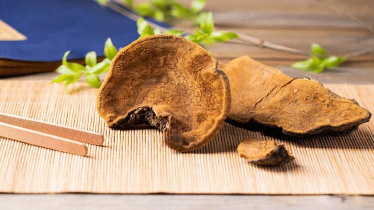 桑黃風潮夯回台!成保健食品潛力股 桑黃風潮夯回台!成保健食品潛力股