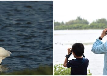 全臺唯一24小時觀鳥活動 國際觀鳥馬拉松8/28開始報名