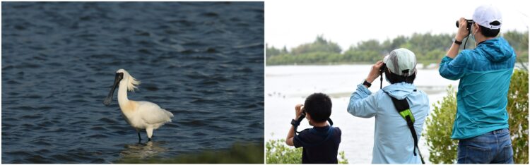 全臺唯一24小時觀鳥活動 國際觀鳥馬拉松8/28開始報名 全臺唯一24小時觀鳥活動 國際觀鳥馬拉松8/28開始報名