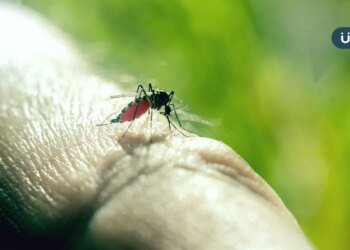 颱風後慎防登革熱！高燒頭痛別輕忽「5大登革熱症狀」恐與新冠混淆