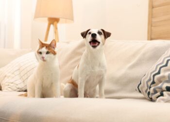 給貓貓狗狗取個可愛名字-寵物命名5大方向