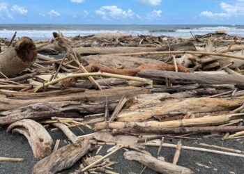 提醒市民，撿拾漂流木需等地方政府發布可自由撿拾公告