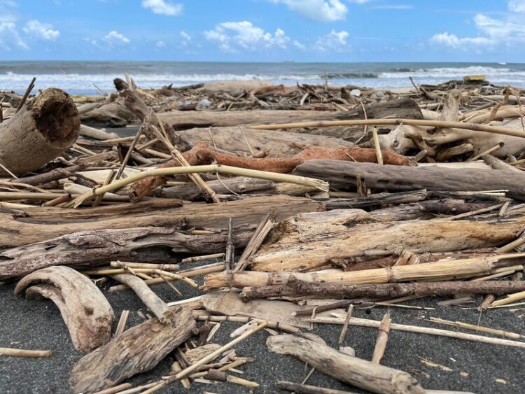 提醒市民,撿拾漂流木需等地方政府發布可自由撿拾公告 提醒市民,撿拾漂流木需等地方政府發布可自由撿拾公告