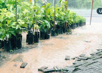 颱風後類鼻疽大流行！疫情創19年同期新高，台大醫揭「2關鍵」影響