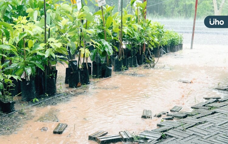 颱風後類鼻疽大流行!疫情創19年同期新高,台大醫揭「2關鍵」影響 颱風後類鼻疽大流行!疫情創19年同期新高,台大醫揭「2關鍵」影響