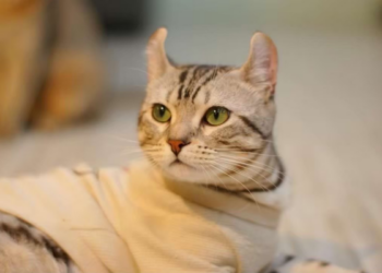 貓奴必去咖啡廳 桃園八德特色貓咖 與貓咪共享溫馨時光 品味每一口精緻美食