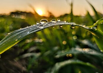 開啟永續未來的希望   Cycitrus杉與橙定義「油芒」新價值