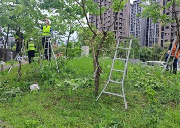 綠色景觀品質大提升！新北樹木修剪認證第3梯次-「這天」開放報名