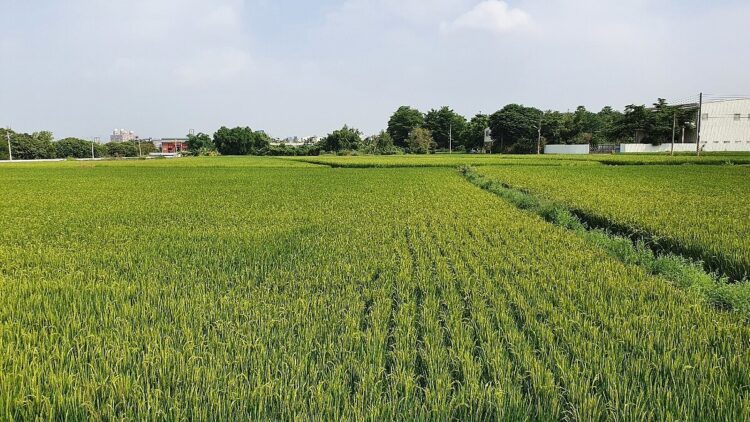 假出售農地誘簽「違規使用切結書」 節稅騙術遭識破 假出售農地誘簽「違規使用切結書」-節稅騙術遭識破