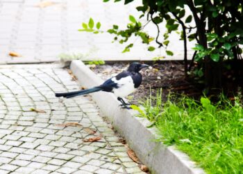 想要招好運？5種寵物吉祥好兆頭