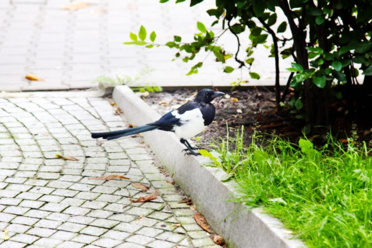 想要招好運?5種寵物吉祥好兆頭 想要招好運?5種寵物吉祥好兆頭