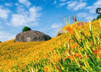 台東金針花海盛開了！初秋就吃「金針花料理」：這品種熬湯最好喝