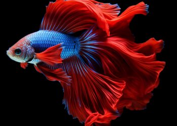 適合忙碌上班族-5種好照顧寵物