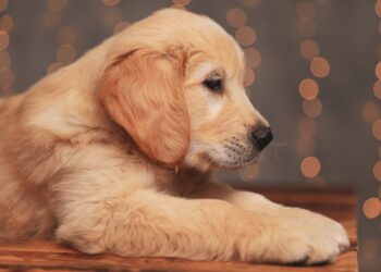 心理學家揭露-5種聰明狗狗得人喜愛