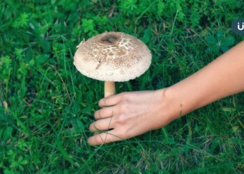 如何分辨菇類有沒有毒？專家示警「2種野菇」別亂吃：急救先做1事