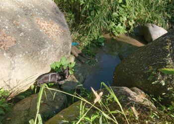 汪喵星球攜手偵搜犬協會-實際行動守護毛英雄