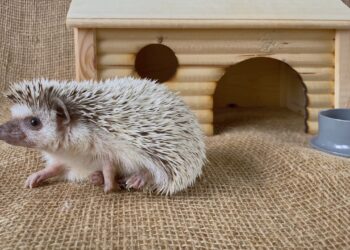 養刺蝟新手快來看-關於寵物刺蝟的8件趣事