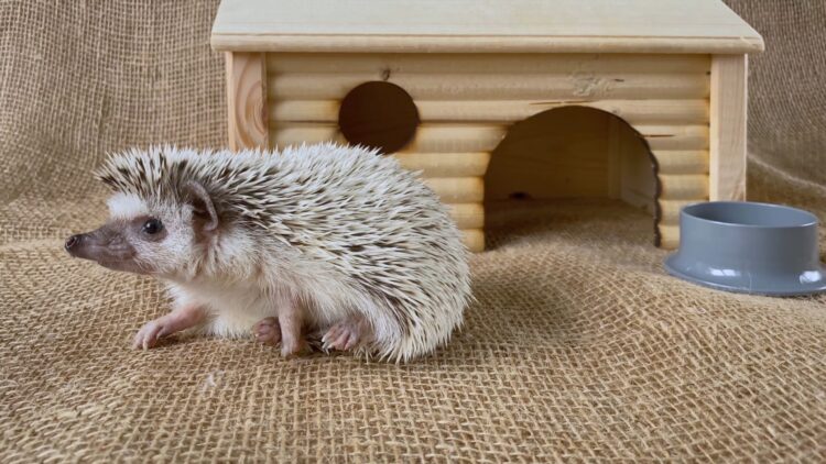 養刺蝟新手快來看-關於寵物刺蝟的8件趣事