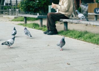 公園、機車遭「鳥糞轟炸」手別直接碰！當心黴菌感染引發「腦膜炎」