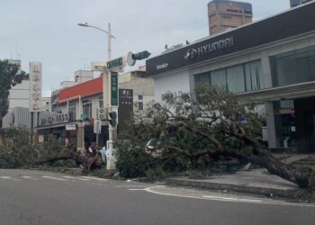 颱風山陀兒襲擊重創高雄-災情通報-1036件-超過1800棵路樹倒塌