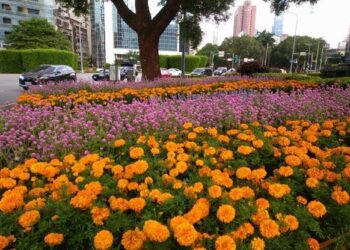 國慶限定花卉風景-仁愛圓環千盆草花慶雙十