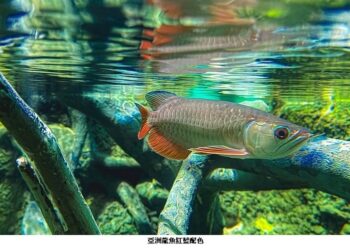 屏東海生館亞洲龍魚的紅藍配色如國旗-陪民眾歡度國慶日