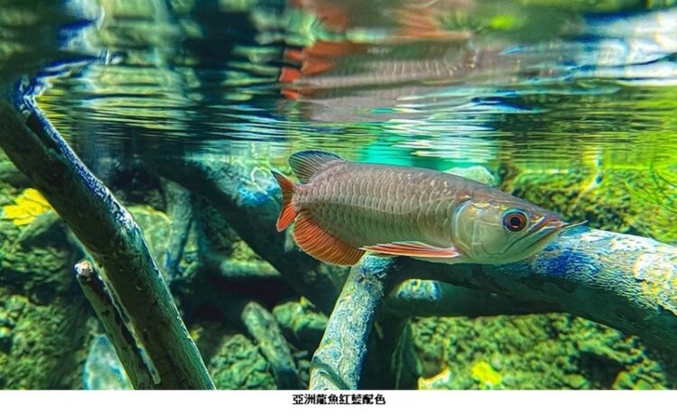 屏東海生館亞洲龍魚的紅藍配色如國旗-陪民眾歡度國慶日
