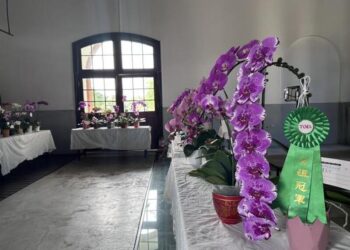 蘭花展為館慶暖身-潑墨色石斛蘭、手掌大仙履蘭成為目光焦點