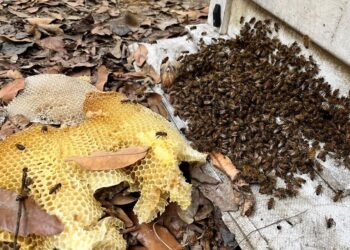 【蟎害不甜蜜】氣候異常蟎害失控-蜂蜜產業不甜蜜的負荷