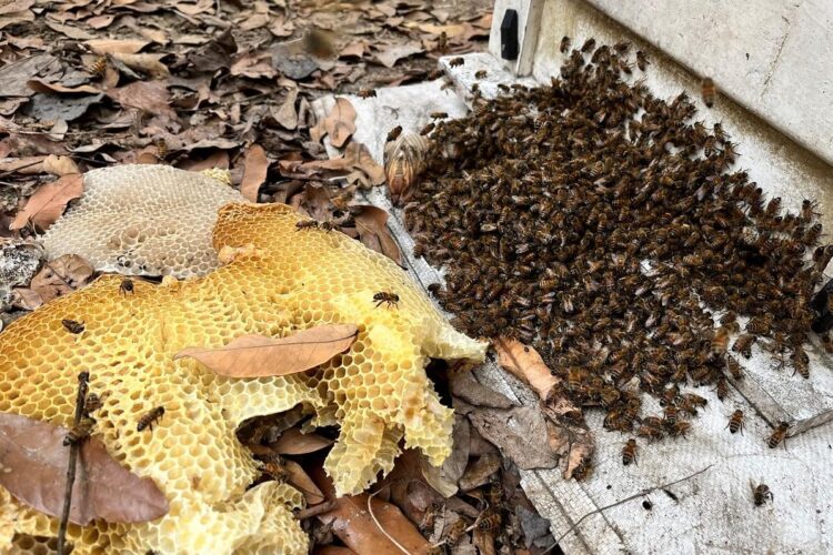 【蟎害不甜蜜】氣候異常蟎害失控-蜂蜜產業不甜蜜的負荷