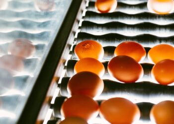 臺灣2023年雞蛋產銷爭議系列報導