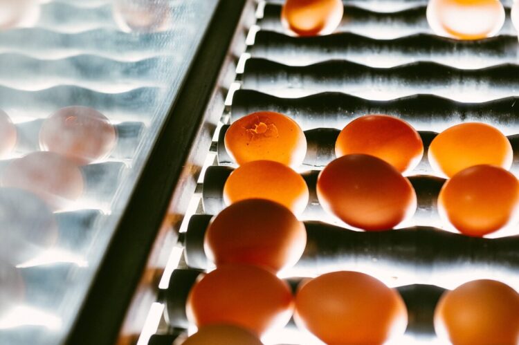 臺灣2023年雞蛋產銷爭議系列報導