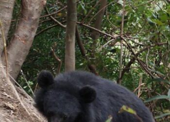 高屏地區首例通報-大武部落巡守隊馳援黑熊順利脫困