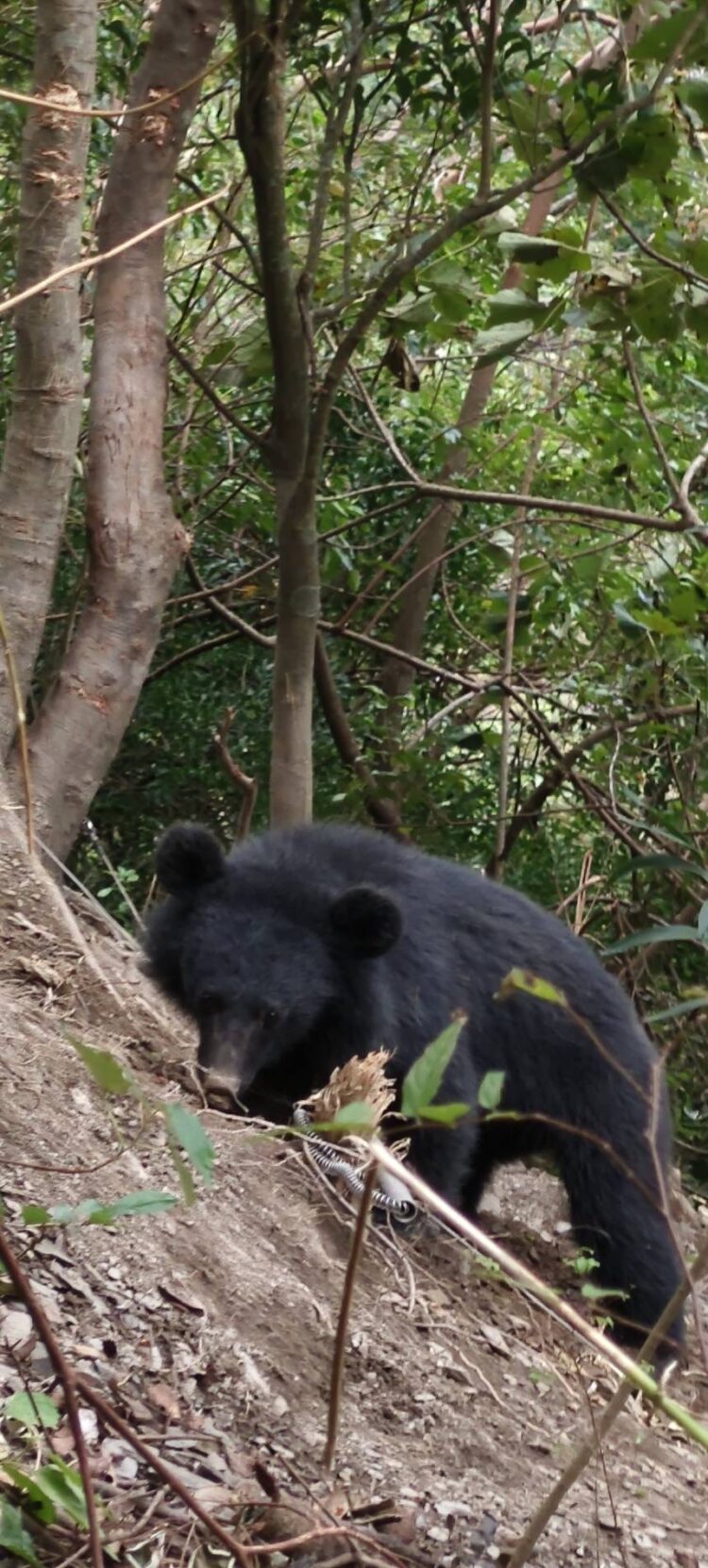 高屏地區首例通報 大武部落巡守隊馳援黑熊順利脫困 高屏地區首例通報-大武部落巡守隊馳援黑熊順利脫困