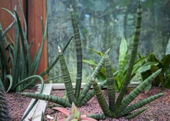 典藏植物園秋季必看-多肉虎尾蘭增添綠意