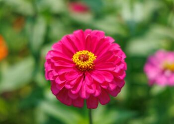 北市首波河濱花海登場-百日草花海進駐河雙21