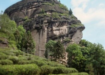 何可一日無此君｜涼傘岩肉桂