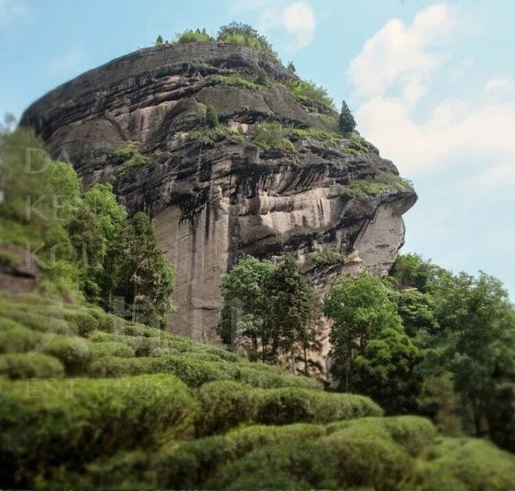 何可一日無此君|涼傘岩肉桂 何可一日無此君|涼傘岩肉桂