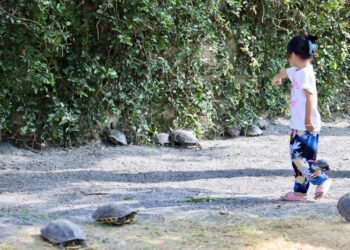 下營台灣龜生態園區啟用-提供台灣龜舒適棲息及產卵地