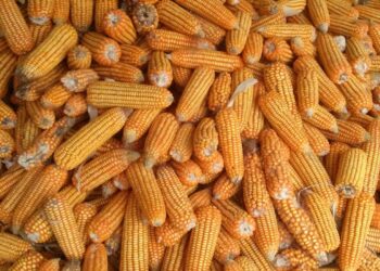 國際玉米動態：緬甸大力出口-阿根廷將減少栽培