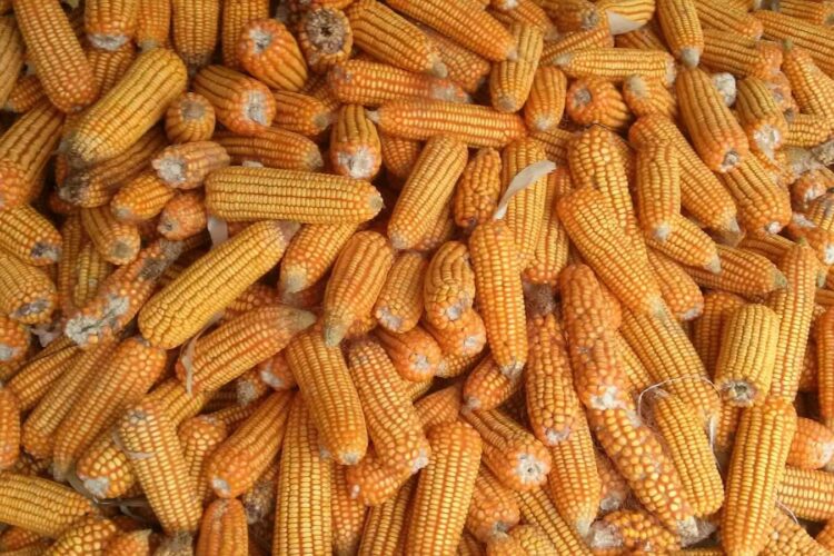 國際玉米動態：緬甸大力出口-阿根廷將減少栽培