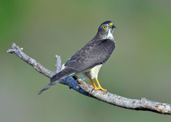 墾丁國家公園與屏東縣農業局呼籲遊客賞鷹保持安靜，避免干擾猛禽