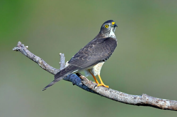 墾丁國家公園與屏東縣農業局呼籲遊客賞鷹保持安靜，避免干擾猛禽