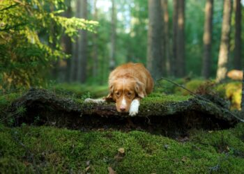 名廚煮高級餐都靠牠！有關松露犬的二三事