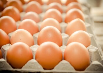 地檢署約談陳吉仲、陳駿季、林聰賢3人後請回-農業部：靜待司法調查