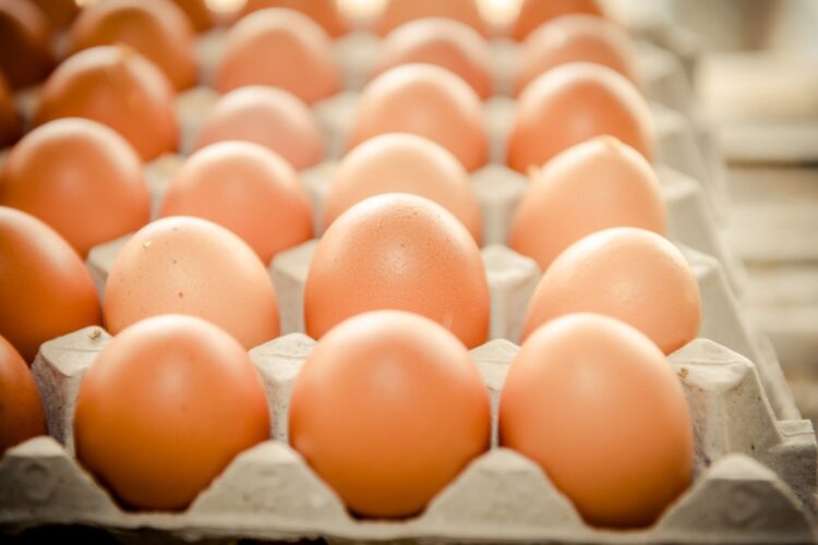 地檢署約談陳吉仲、陳駿季、林聰賢3人後請回 農業部:靜待司法調查 地檢署約談陳吉仲、陳駿季、林聰賢3人後請回-農業部:靜待司法調查