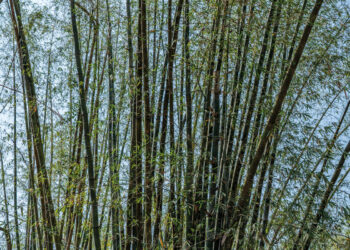 環境部通過森林、竹林經營碳匯方法學-森林疏伐每公頃固碳約3公噸、經營莿竹林20公噸